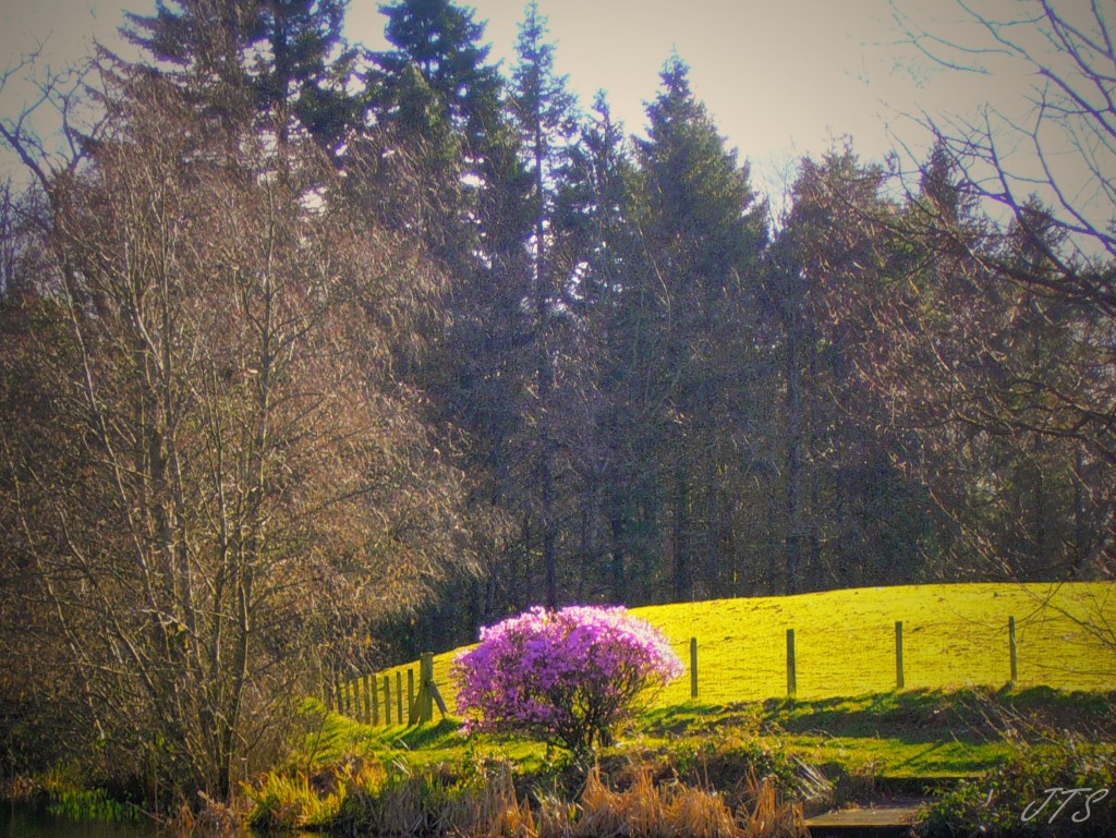 pink azalea 3