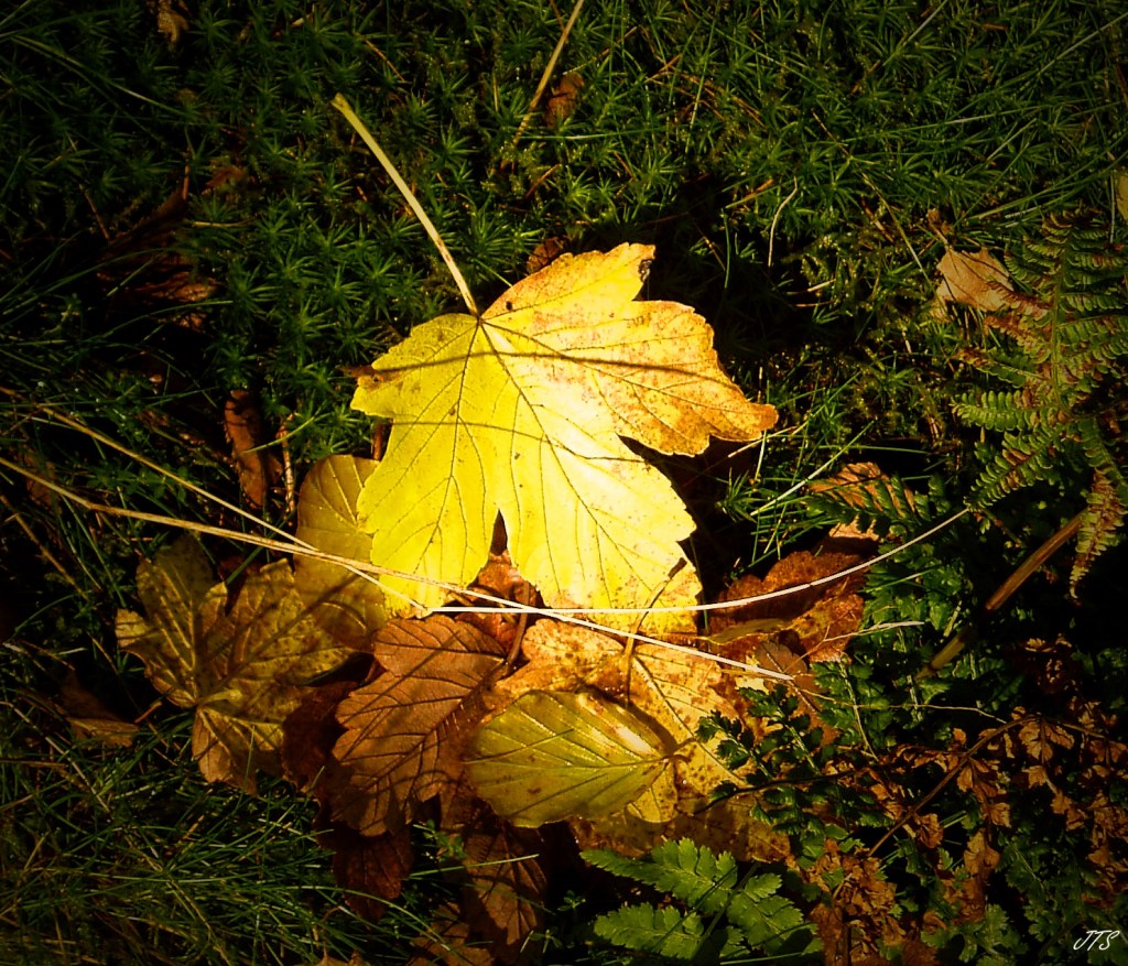 Autumnleaves