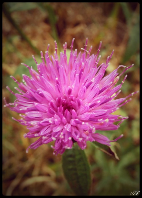 thistle2