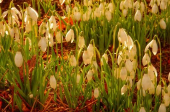 Snowdrops1