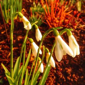 snowdrops2